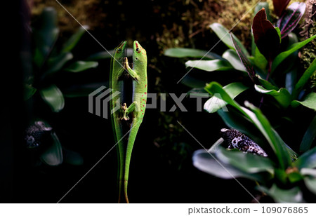 lizard in a terrarium. lizard in a terrarium. 109076865