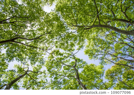 [Early summer background material] Fresh greenery looking up 109077096