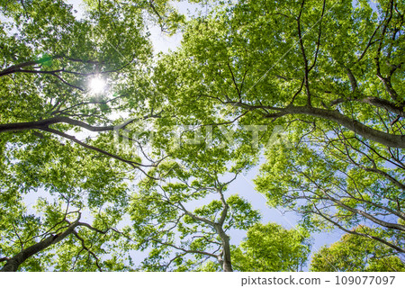[Early summer background material] Fresh greenery looking up 109077097