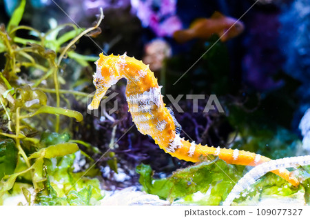 Barbour's seahorse (Hippocampus barbouri) close up in aquarium of Thailand Barbour's seahorse (Hippocampus barbouri) close up in aquarium of Thailand 109077327