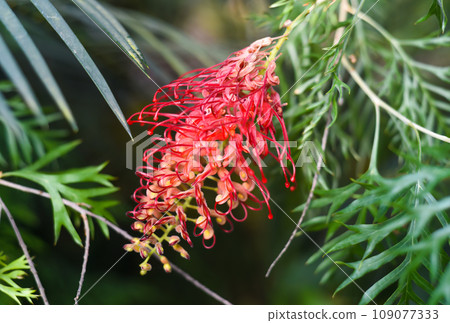 Grevillea Mason's Hybrid also named as Kentlyn and Ned Kelly close up Grevillea Mason's Hybrid also named as Kentlyn and Ned Kelly close up 109077333