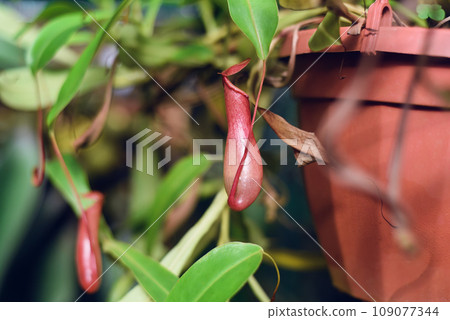 Nepenthes alata Blanco close up. Nepenthes alata Blanco close up. 109077344