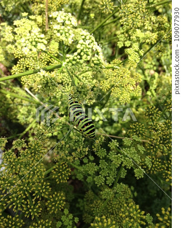 A swallowtail butterfly larva that mimics a flower 109077930