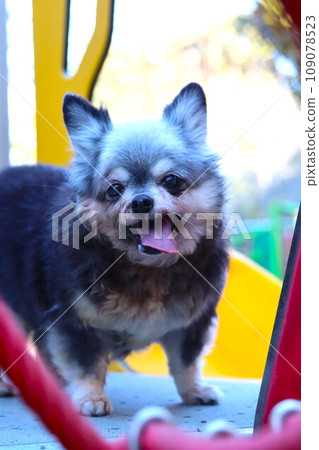Chihuahua girl Mu-chan sticks out her tongue and stares cutely at the playground equipment in the park ♡ 109078523