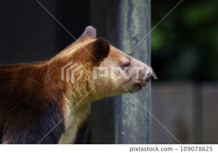 Sedge ki Novoli kangaroo 109078625