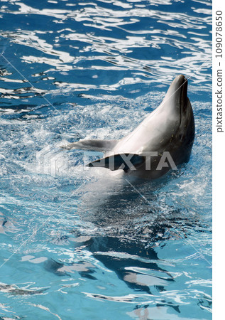 Dolphin Dolphin 109078650