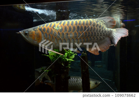Arowana Arowana 109078662