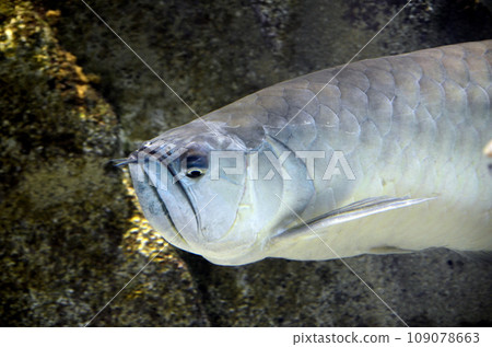 Arowana Arowana 109078663