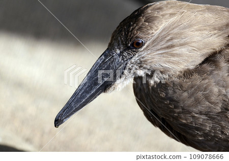 Shimokudori 109078666