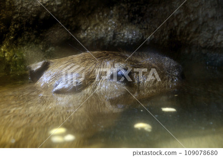 水豚 水豚 109078680