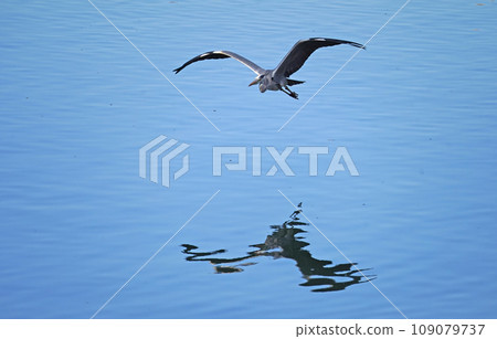 A heron flapping its wings 109079737