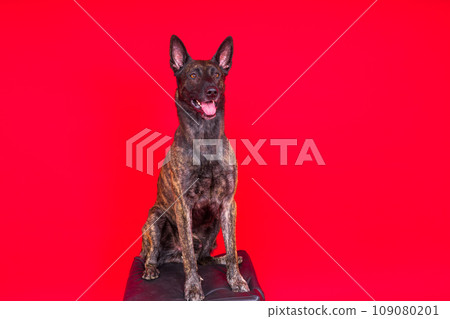 Portrait of an holland shepherd in a studio, black red yellow background 109080201