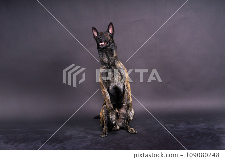 Portrait of an holland shepherd in a studio, black red yellow background Portrait of an holland shepherd in a studio, black red yellow background 109080248