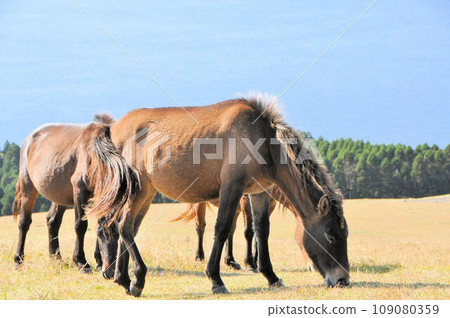 Misaki horse National natural monument Misaki horse National natural monument 109080359