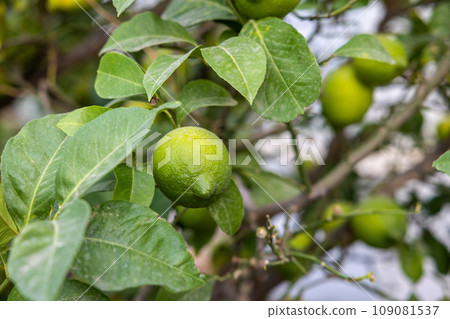 Lime tree with fruits - natural organic green lemon on lemon tree outdoor Lime tree with fruits - natural organic green lemon on lemon tree outdoor 109081537