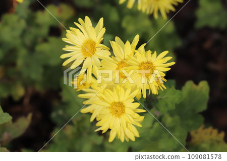 Yellow spray giku flowers blooming in the autumn garden Yellow spray giku flowers blooming in the autumn garden 109081578