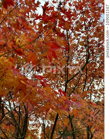秋葉,鮮紅的楓葉,秋天,秋葉風景,抬頭的顏色,美麗的秋葉 秋葉,鮮紅的楓葉,秋天,秋葉風景,抬頭的顏色,美麗的秋葉 109081587