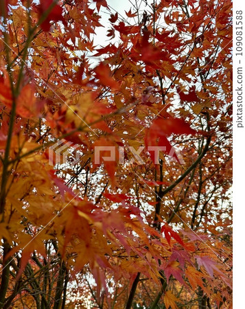 鮮紅的秋葉 鮮紅的秋葉 109081588