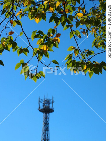 Enoki trees bathed in the autumn sun (Enoki trees starting to turn yellow, blue sky, and radio tower) Enoki trees bathed in the autumn sun (Enoki trees starting to turn yellow, blue sky, and radio tower) 109081929
