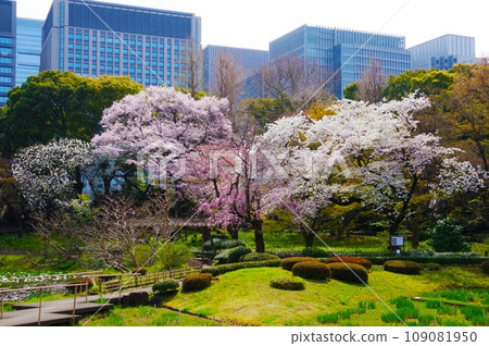 Cherry blossoms in full bloom in the East Gardens of the Imperial Palace 109081950