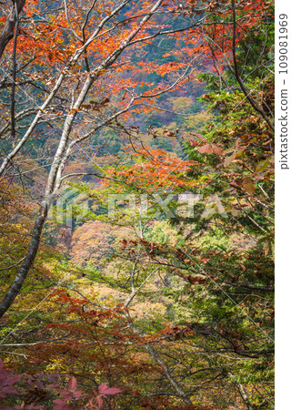 秋天的中房溪谷[安曇野市] 109081969