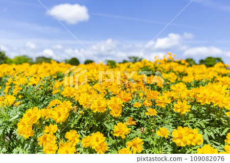 藍天和萬壽菊 宮城縣仙台市 109082076