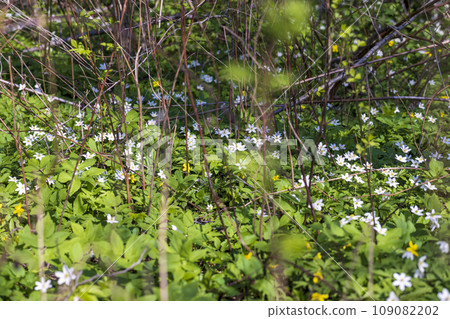 the first spring flowers of anemone are white in a mixed forest 109082202