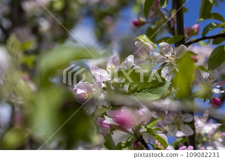 white and pink apple blossoms during spring flowering white and pink apple blossoms during spring flowering 109082231