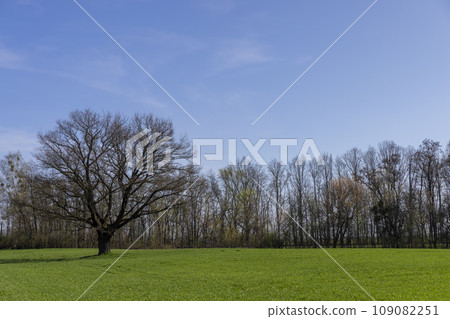 lonely growing oak without foliage in early spring 109082251