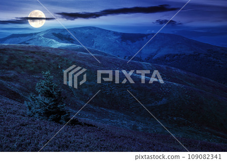 spruce tree on a hillside in high mountains at night. wonderful nature scenery in full moon light 109082341