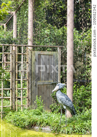 Shoebill stork standing in the forest, Taito-ku, Tokyo Shoebill stork standing in the forest, Taito-ku, Tokyo 109082342