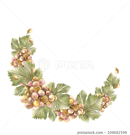 Watercolor semi circular wreath Bunch of yellow green grapes, leaves and berry Grapevine, food or drink label Hand painted illustration Design of card, wine list, invitation Isolated, white background 109082599