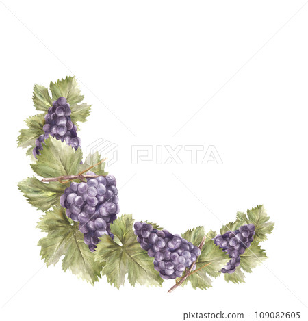 Watercolor semi circular frame Bunch of blue grapes, leaves and grape berry Grapevine, food or drink label Hand painted illustration Design of card, wine list, invitation Isolated on white background Watercolor semi circular frame Bunch of blue grapes, leaves and grape berry Grapevine, food or drink label Hand painted illustration Design of card, wine list, invitation Isolated on white background 109082605