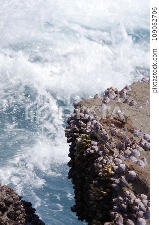 Barnacles attached to rocks on the shore of the sea Barnacles attached to rocks on the shore of the sea 109082706