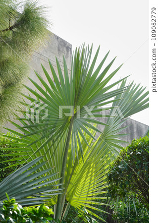 Big green fan palm leaves of Washingtonia filifera or desert fan palm or California palm frond with organic fibrous threads, close-up, vertical photo. Young palm tree in the garden. Big green fan palm leaves of Washingtonia filifera or desert fan palm or California palm frond with organic fibrous threads, close-up, vertical photo. Young palm tree in the garden. 109082779