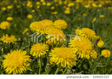 spring yellow dandelions in sunny weather, close-up spring yellow dandelions in sunny weather, close-up 109083107