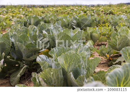 Agricultural field where cabbage is grown in cabbages Agricultural field where cabbage is grown in cabbages 109083115