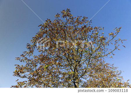 changing the color of chestnut foliage in the autumn season changing the color of chestnut foliage in the autumn season 109083118