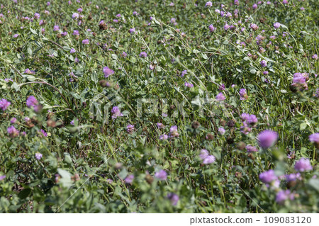 a field with clover for feeding animals on the farm a field with clover for feeding animals on the farm 109083120