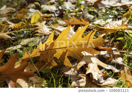 colored oak tree foliage in the autumn season colored oak tree foliage in the autumn season 109083121