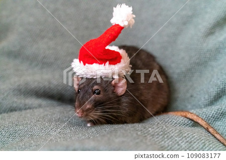 Rat Santa hat. Symbol of the Chinese New Year. Funny black rat Dumbo in a red santa checker on a green background. Rat Santa hat. Symbol of the Chinese New Year. Funny black rat Dumbo in a red santa checker on a green background. 109083177