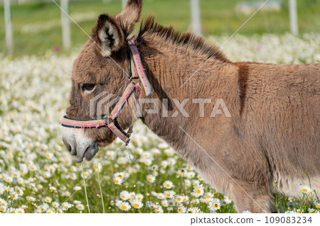 Donkey daisies field among flowering daisies Donkey daisies field among flowering daisies 109083234
