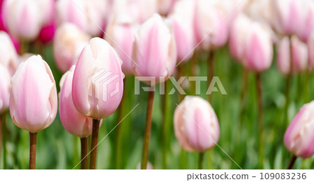 Tulip field. Pink tulips with white stripe close-up. Growing flowers in spring. Tulip field. Pink tulips with white stripe close-up. Growing flowers in spring. 109083236