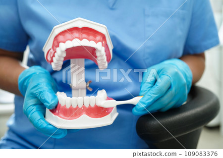 Doctor clean teeth denture with toothbrush for teach patient and dentist studying about dentistry. 109083376
