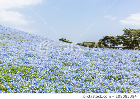 茨城縣常陸那珂市春天的常陸海濱公園，盛開的 Nemophila 109083384
