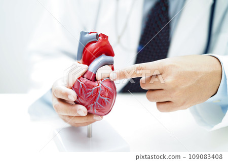 Cardiovascular disease CVD, doctor with heart human model anatomy for treatment patient in hospital. Cardiovascular disease CVD, doctor with heart human model anatomy for treatment patient in hospital. 109083408