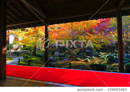 [Kyoto Prefecture] Autumn leaves in the frame garden of Enkoji Temple (Jugyu no Niwa) 109083463