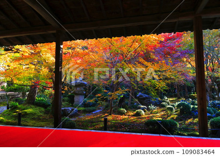 [Kyoto Prefecture] Autumn leaves in the frame garden of Enkoji Temple (Jugyu no Niwa) 109083464