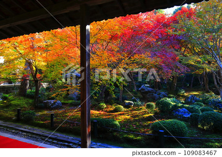 [Kyoto Prefecture] Autumn leaves in the frame garden of Enkoji Temple (Jugyu no Niwa) 109083467