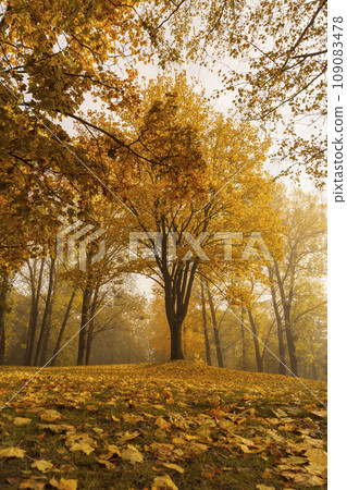multicolored yellowing maple foliage during leaf fall 109083478